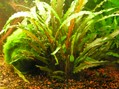 Cryptocoryne wendtii