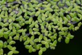 Lemna minor